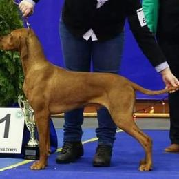 Bugac - Vizsla