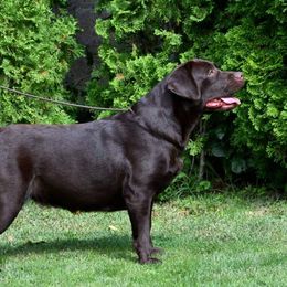 Sage - Labrador Retriever