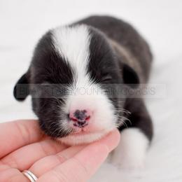 Bjorn - Brindle and white male American Corgi puppy in Santaquin, Utah from Blacktail Mountain Corgis