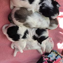 Havanese Puppies from SunWyst Havanese