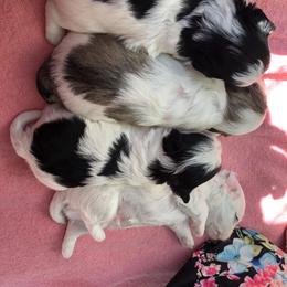 Havanese Puppies from SunWyst Havanese