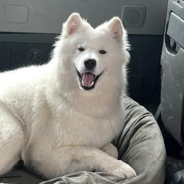 Samoyeds from Frostbourn Samoyeds