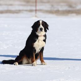 Fiona - Bernese Mountain Dog