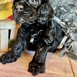 Cocker Spaniel Puppies from Priceless Pups