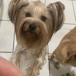 Whendy - Yorkshire Terrier
