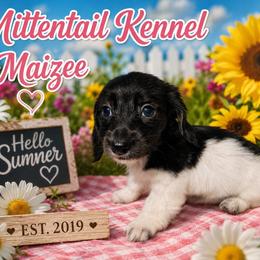 Maizee - Brindle female Dachshund puppy in Hudson, Michigan from Mittentail Kennel Miniature Dachshunds & Australian Shepherds