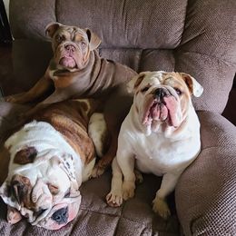 Bulldog Puppies from Pappy's Bullies