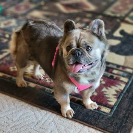 Fergie - French Bulldog