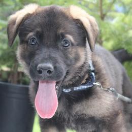 Draco - Sable male German Shepherd puppy in Oakland, Oregon from VHM German Shepherds