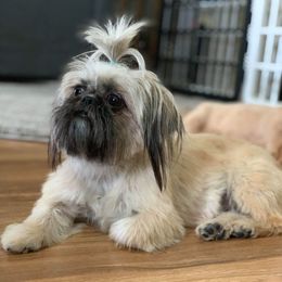 Liv - Shih Tzu