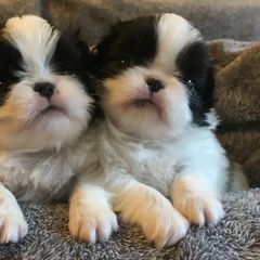 Japanese Chin and Pug Puppies from Ni Kokoro Japanese Chin