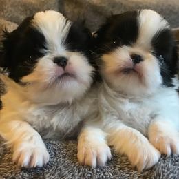 Japanese Chin and Pug Puppies from Ni Kokoro Japanese Chin