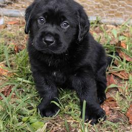 Labrador Retriever Puppies from Pride of the Southland Labs