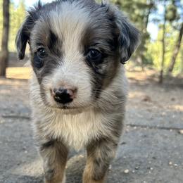 Jay - Blue merle male Australian Shepherd puppy in Bailey, Colorado from Silverheels Australian shepherds
