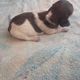 Dapple pie girly - Dapple female Dachshund puppy in Crab Orchard, Kentucky from Lucy’s legacy dachshunds