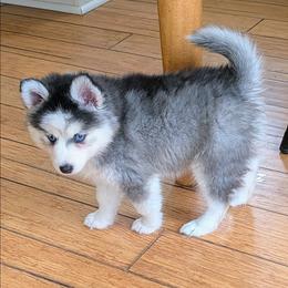 Kiwi - Gray and white female Pomsky puppy in Charlotte, Michigan from Moore Pomskies