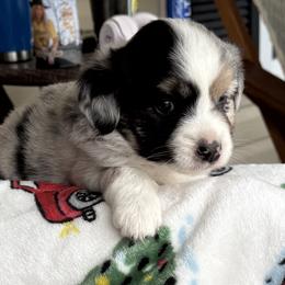 Candy - Blue merle female Miniature Australian Shepherd puppy in Signal Mountain, Tennessee from D & D Miniature and Toy Australian Sheppards