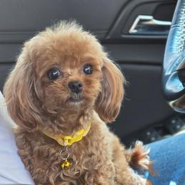 Ravioli - Red female Maltipoo puppy in San Diego, California from Maltipoos SD