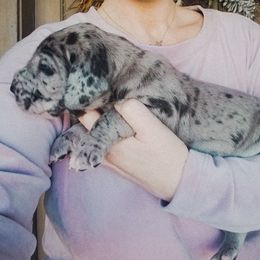 Great Dane Puppies from Pepper Mae Danes