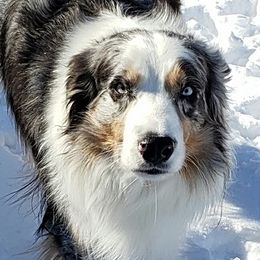 Australian Shepherds from Texas Rose's Aussies