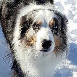 Australian Shepherds from Texas Rose's Aussies