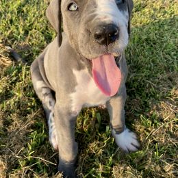 Great Dane Puppies from Virginia Great Danes