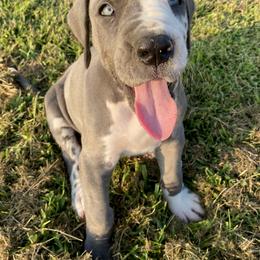 Great Dane Puppies from Virginia Great Danes