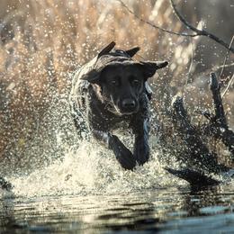 Labrador Retrievers from Blueblood British Gundogs