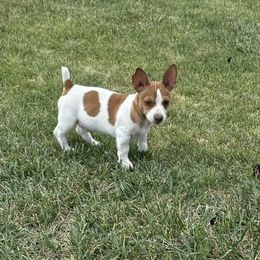 Teddy Roosevelt Terrier Puppies from Margo Lauritsen