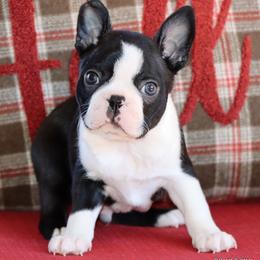 Elliot - Black and white male Boston Terrier puppy in Winnsboro, Texas from JP Ranch Bulldogs