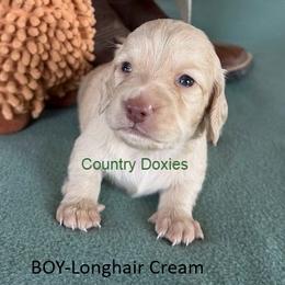 Pink nose - Cream male Dachshund puppy in Cedar City, Utah from Country Doxies
