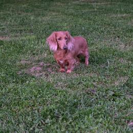 Barbie - Dachshund