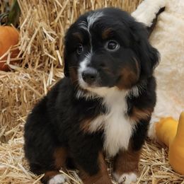 Miniature Australian Shepherds from Darcie's Mini Aussies