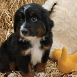 Miniature Australian Shepherds from Darcie's Mini Aussies