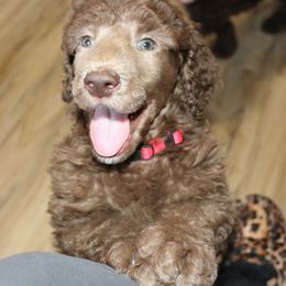 Poodle Puppies from RK'S Pets