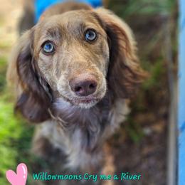 River - Dachshund