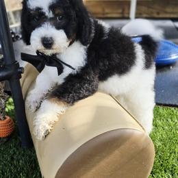 Black - Black tri-color male Aussiedoodle puppy in Georgetown, California from Foothill Aussies