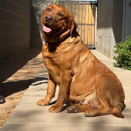Tinny - Labrador Retriever