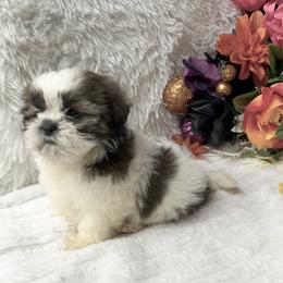 Sara - Gold and white female Shih Tzu puppy in Elgin, South Carolina from Silver Bells Paw Prints