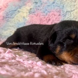 Female 1 - Black and mahogany female Rottweiler puppy in Zebulon, North Carolina from Vom Arnold-Hause Rottweilers