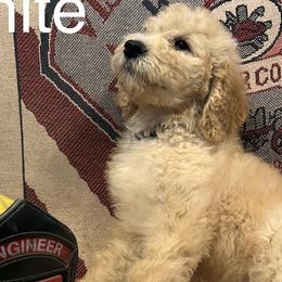 White collar - Cream Labradoodle puppy in Visalia, California from Junebug’s Labradoodles