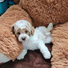 Freddie - Parti male Poodle puppy in Montrose, Pennsylvania from Tales Of Joy