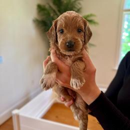 Marigold - Apricot female Goldendoodle puppy in Kenansville, North Carolina from J+A Family Doodles