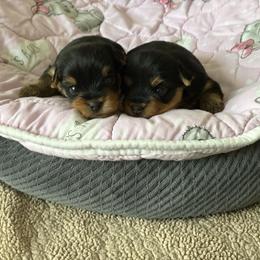 Girl 2 - Blue and gold female Yorkshire Terrier puppy in Homosassa, Florida from Pastime’s Yorkshire Terriers