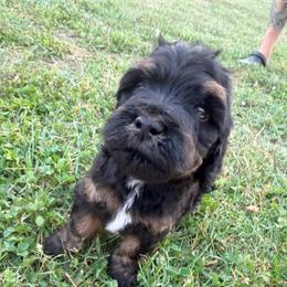 Grumpy with training - Phantom male Bernedoodle puppy in Boonville, North Carolina from Doods & Dolls