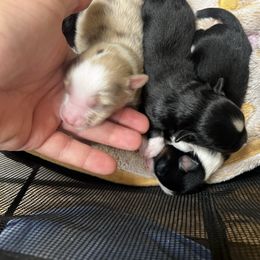 Boy 3 - Red merle male Toy Australian Shepherd puppy in Georgetown, Texas from Minikin Manor