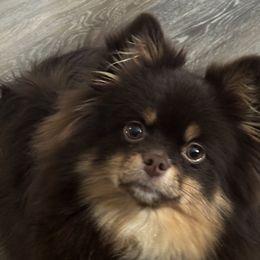 Pomeranians and Pomskies from Pom Pom Pomskies-TN