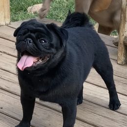 Gustavo - Pug