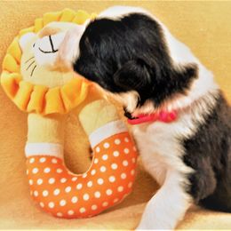 Boy 5 - Border Collie puppy in West Valley City, Utah from Field Stone Border Collies: FSBC