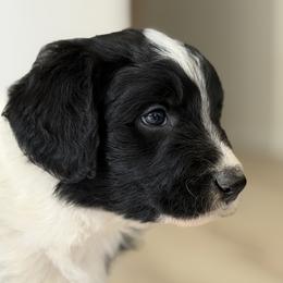 Boy 2 - White and black male Bordoodle puppy in Shelton, Washington from Prophecy Kennels